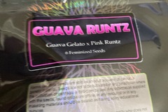 Sell: Guava runtz- karma genetics