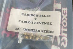 Vente: Rainbow belts x Pablo’s revenge - tiki madman
