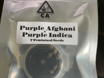 Sell: Purple afghani x purple  - csi humboldt
