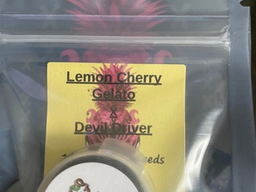 Sell: Lemon cherry gelato x devil driver tiki madman raw genetics