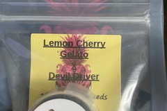 Vente: Lemon cherry gelato x devil driver tiki madman raw genetics