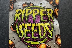 Vente: RIPPER SEEDS - SOUR RIPPER x RUNTZ - 3 FEM SEEDS