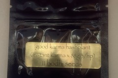 Sell: Good Karma Hashplant (Instant Karma x 88G13HP) - Bodhi Seeds