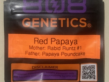 Auction: Red Papaya (Rabid Runtz #1 x Papaya Poundcake) - 808