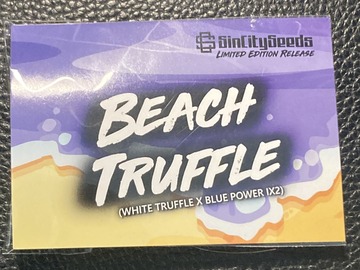 Vente: Beach Truffle (White Truffle x Blue Power IX3) - Sin City