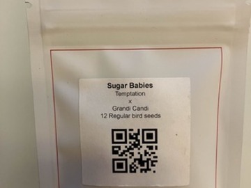 Enchères: (AUC TION) Sugar Babies from LIT Farms x Grandiflora