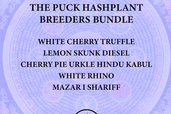 Vente: THE PUCK Hashplant Breeders Bundle - 75+ Seeds