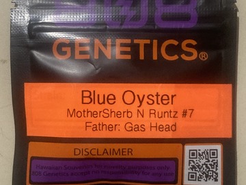 Auction: Blue Oyster (Sherb n Runtz #7 x Gas Head) - 808 Genetics