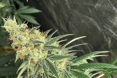 Sell: Doc D’s Magic Spirit Seeds – Doc’s Sour Lotus