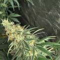 Sell: Doc D’s Magic Spirit Seeds – Doc’s Sour Lotus