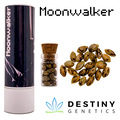 Vente: Moonwalker (feminized) 3 seeds per pack.