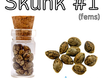 Vente: Skunk #1 (feminized) 3 seeds per pack.