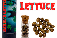 Sell: Devil’s Lettuce (feminized) 3 seeds per pack.