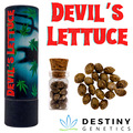 Venta: Devil’s Lettuce (feminized) 3 seeds per pack.