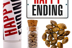 Sell: Happy Ending (feminized) 3 seeds per pack.
