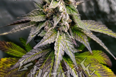 Sell: PEANUT BUTTER BREATH - 10 SEEDS
