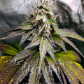 Sell: PEANUT BUTTER BREATH - 10 SEEDS