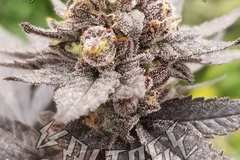 Sell: PEANUT BUTTER BREATH - 5 SEEDS