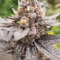 Vente: PEANUT BUTTER BREATH - 5 SEEDS