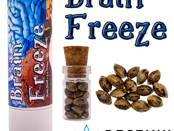 Sell: Brain Freeze (feminized) 3 seeds per pack.