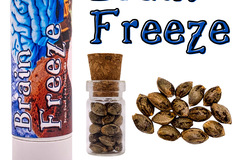 Venta: Brain Freeze (feminized) 3 seeds per pack.
