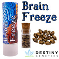 Venta: Brain Freeze (feminized) 3 seeds per pack.