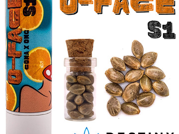 Vente: O-Face S1 (feminized) 3 seeds per pack.