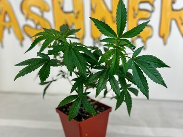 Sell: Candy Fumez #6 Bloom Boston - Buy One Strain, Get Second Free