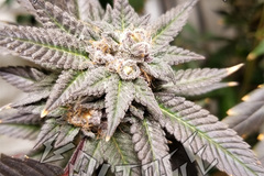 Sell: PURPLE PUNCH 2.0 x GRAND DADDY PURPLE - 10 SEEDS