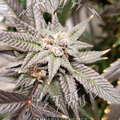 Sell: PURPLE PUNCH 2.0 x GRAND DADDY PURPLE - 10 SEEDS