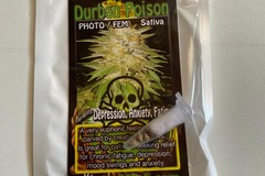 Sell: 6 FEMINIZED DURBAN POISON SEEDS