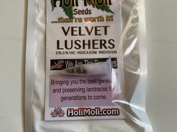 Venta: Velvet Lushers Feminized Seeds
