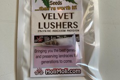 Venta: Velvet Lushers Feminized Seeds