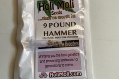 Sell: 9 Pound Hammer Feminized Seeds