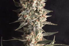 Sell: Jacked Cookies (Girls Scout Cookies) x ( Big Jack) Auto Reg 13pk