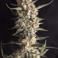 Venta: Jacked Cookies (Girls Scout Cookies) x ( Big Jack) Auto Reg 10pk