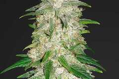 Vente: Gelat OG (Gelato x OG Kush)  Auto Flower Regular Seeds 10pk