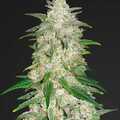 Venta: Gelat OG (Gelato x OG Kush)  Auto Flower Regular Seeds 10pk