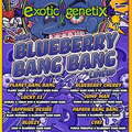 Venta: Blueberry Bang Bang Release from Exotic Genetix