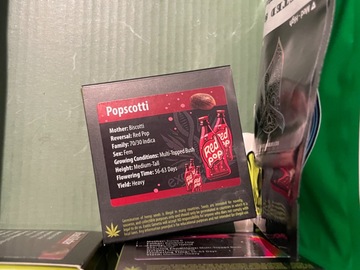 Vente: Popscotti by exotic genetix