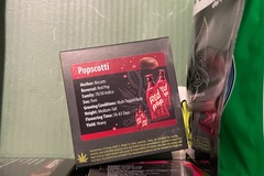 Sell: Popscotti by exotic genetix