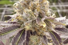 Venta: Zlushiez #7 - (Zkittlez x Strawberry Fritter) RAW Genetics Cut