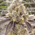 Venta: Zlushiez #7 - (Zkittlez x Strawberry Fritter) RAW Genetics Cut