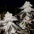 Venta: Kush Mints - (Bubba Kush x Animal Mints) - RH Cut