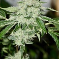 Venta: Pure Kush Clone  ( Pheno of OG Kush )