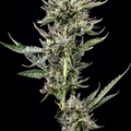 Venta: Notorious   - (Humboldt OG x Caramel Cream) - HSC Cut