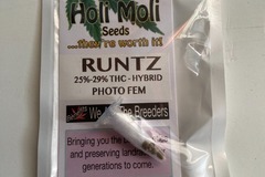 Sell: 6 FEMINIZED RUNTZ SEEDS