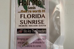 Sell: 6 FEMINIZED FLORIDA SUNRISE AUTOFLOWER SEEDS