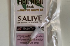 Sell: 6 FEMINIZED 5 ALIVE SEEDS