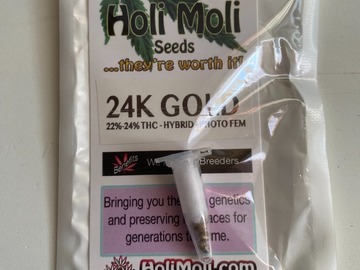 6 FEMINIZED 24K GOLD SEEDS